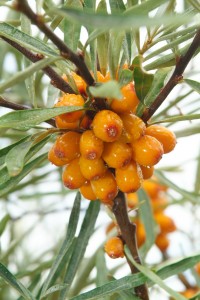 Rakytník rešetliakovitý