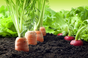 bioaktívne látky zelenina mrkva carrot bio active vegetables