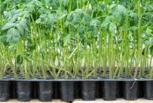zelenina špenát sadenice spinach seedlings