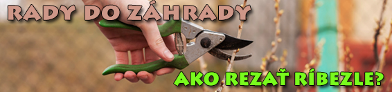 Banner ríbezle red currant