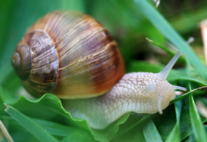 slimák snail slug