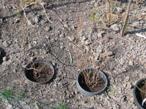 01 čučoriedky blueberry