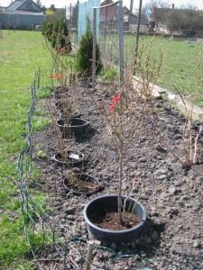 02 čučoriedky blueberry