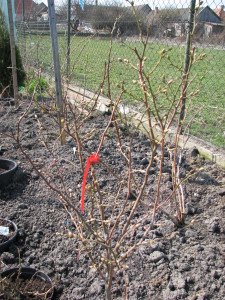 03 čučoriedky blueberry