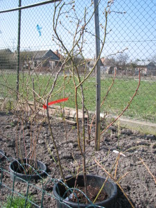 04 čučoriedky blueberry