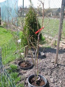 05 čučoriedky blueberry