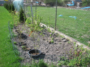 06 čučoriedky blueberry