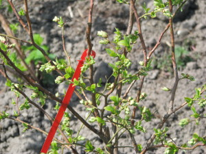 07 čučoriedky blueberry