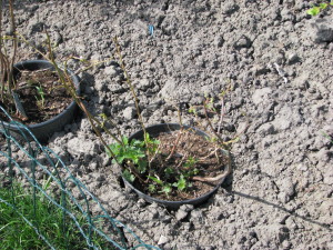 08 čučoriedky blueberry