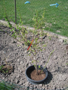 09 čučoriedky blueberry