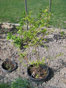 10 čučoriedky blueberry