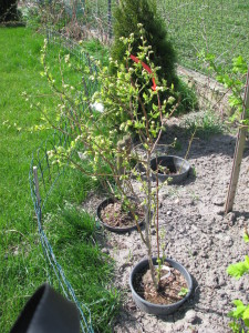 11 čučoriedky blueberry