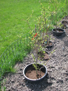 12 čučoriedky blueberry