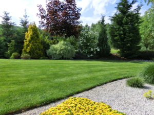 trávnik grass lúka zelená