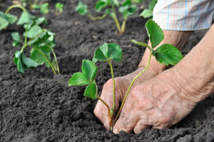 strawberry planting výsadba jahody