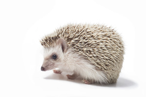 Hedgehog jež