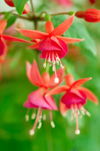 kvety rastliny fuchsia balkón 