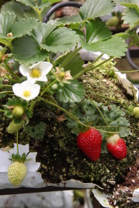 dreamstime_xl_14814813