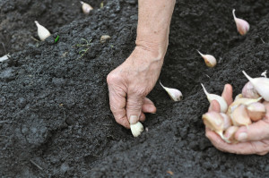 cesnak garlic