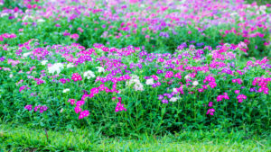 trvalky kvety záhrada
