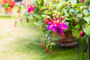 kvety rastliny fuchsia balkón