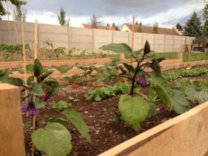 vyvýšené záhony záhrada zelenina pôda