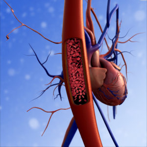 Human Cardiovascular System