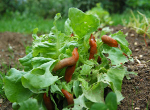 slizniak snail zelenina záhrada