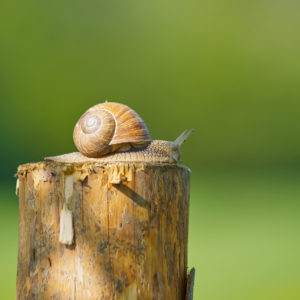 slimák záhrada zelenina