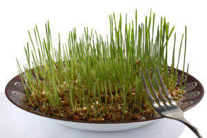 klíčky sprouts wheat germ