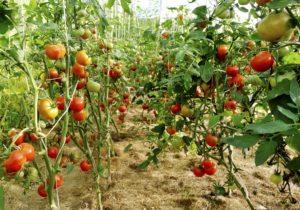 paradajky rajčiny rajčina plantation of tomatoes