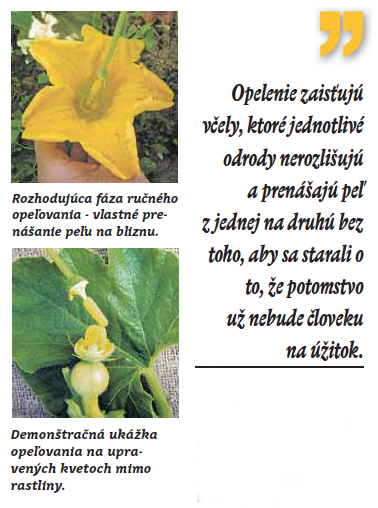 tekvica
