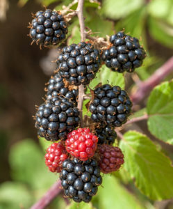 černice blackberry drobné ovocie