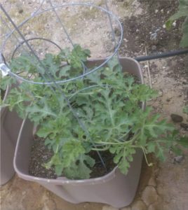 Melón watermelon container kontajner