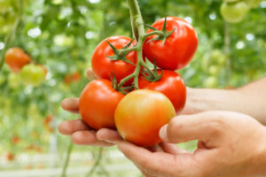 rajčiny tomato