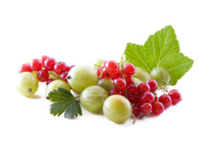 egreš gooseberry ríbezle red currant