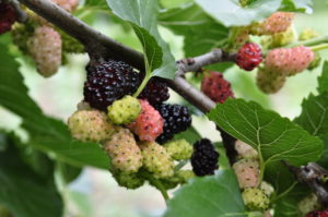 moruša mulberry