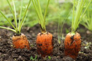 carrot