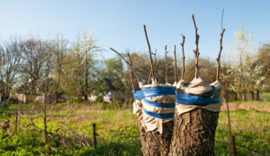 vrúbľovanie vrúble grafts grafting