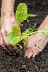 špenát spinach seedling výsadba