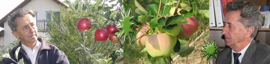 Na koľkoročnom dreve rodia ovocné druhy?